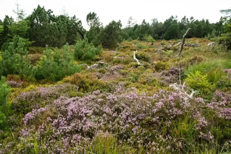 Nationalpark Schwarzwald 5