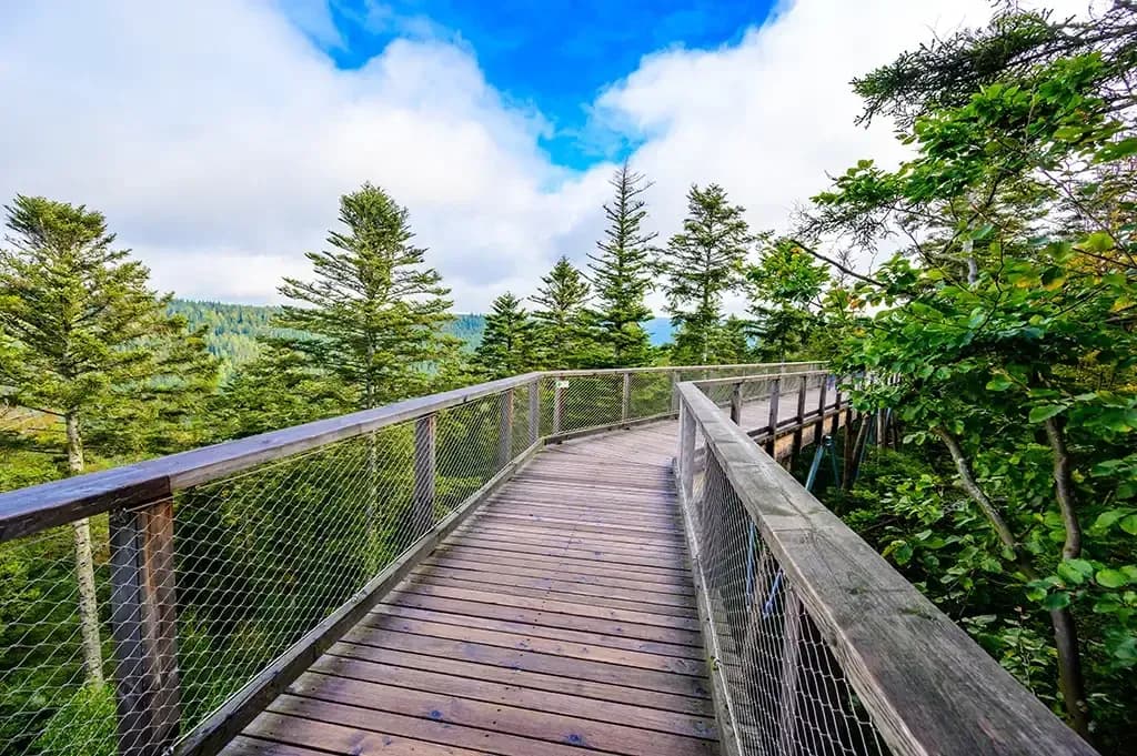 Baumwipfelpfad Schwarzwald in Bad Wildbad 4