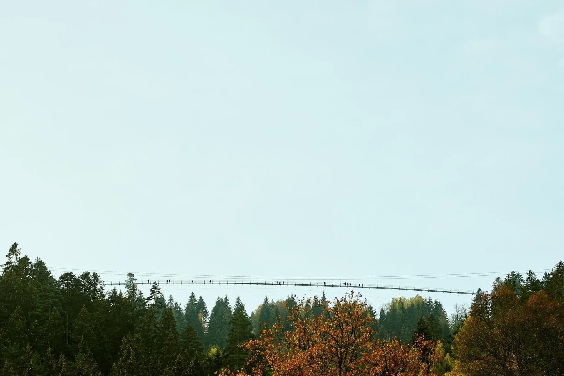 Hängebrücke WILDLINE Bad Wildbad 2