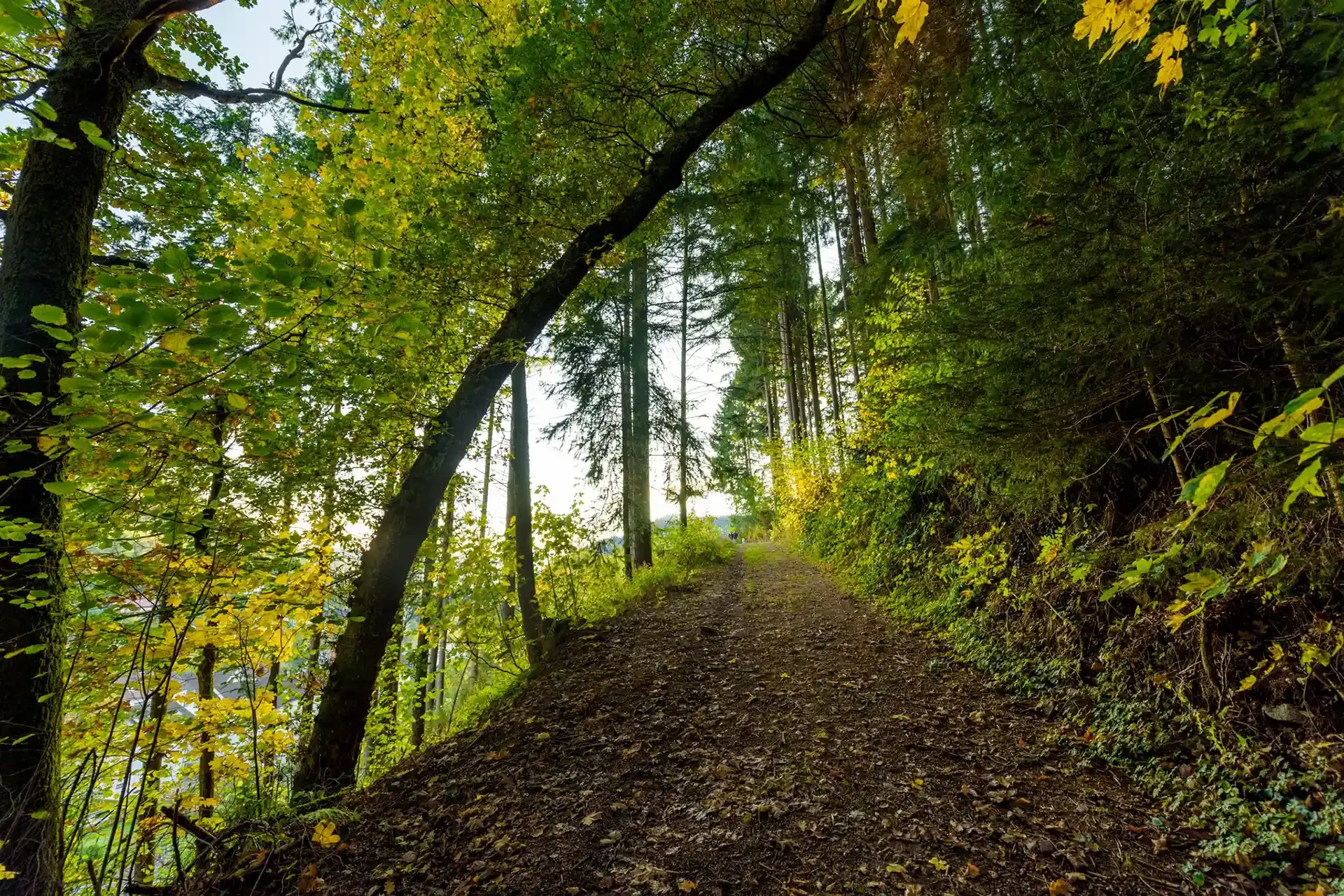Schwarzwald Blockhütte Köhlerhaus 16
