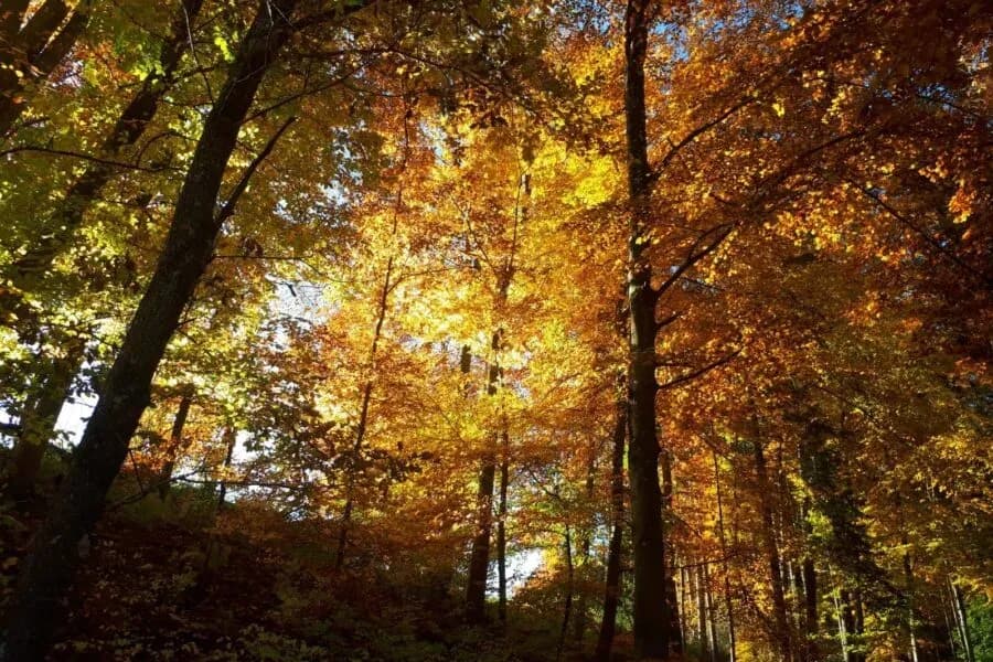 Manu’s Wald & Wiesen Welt – echtes Naturerlebnis im Schwarzwald
