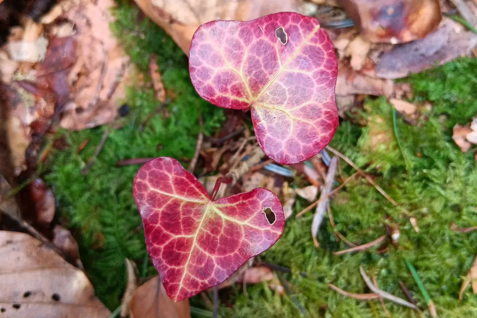 Manu’s Wald & Wiesen Welt – echtes Naturerlebnis im Schwarzwald 2