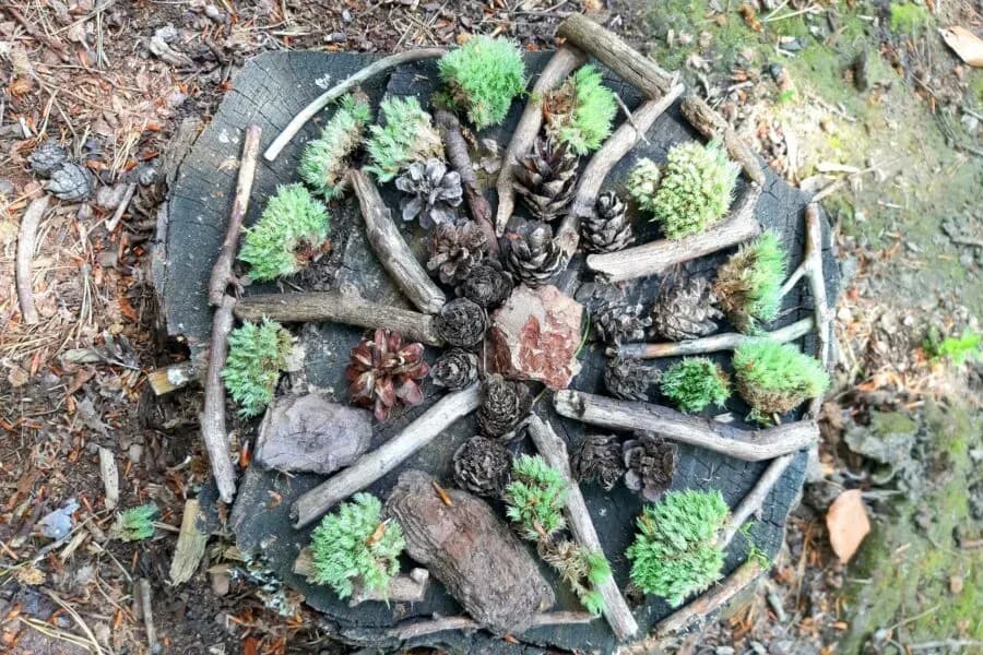 Manu’s Wald & Wiesen Welt – echtes Naturerlebnis im Schwarzwald 3