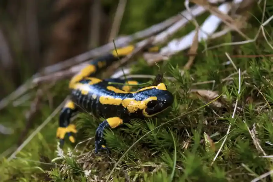 Nationalpark Schwarzwald 4