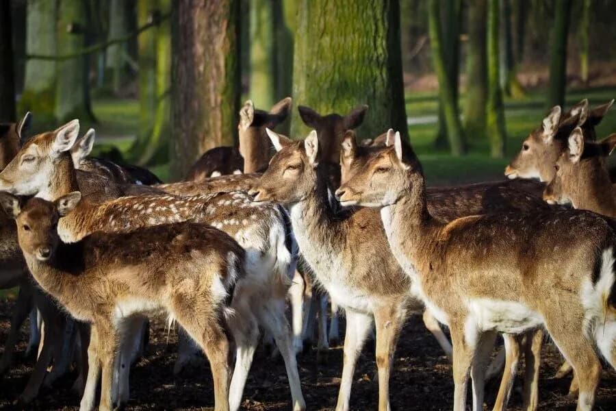 Schul- und Erlebnisbauernhof Schmid