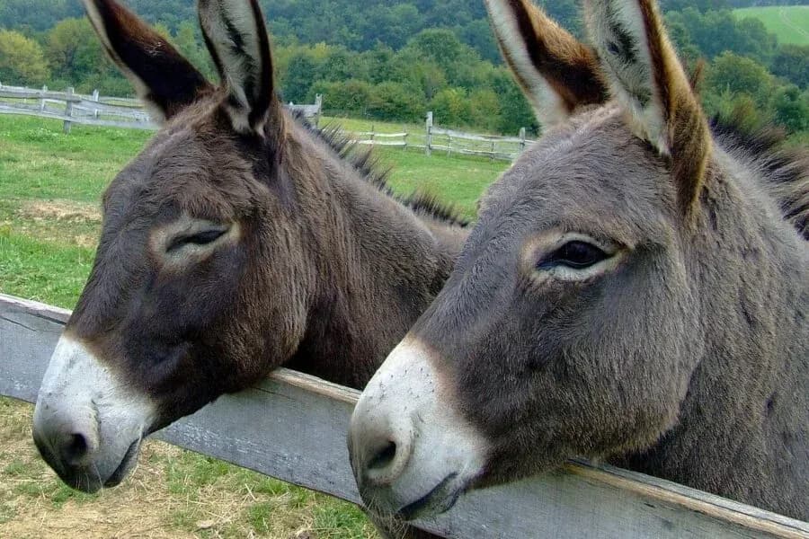 Schul- und Erlebnisbauernhof Schmid 2