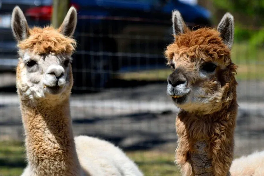 Schul- und Erlebnisbauernhof Schmid 3
