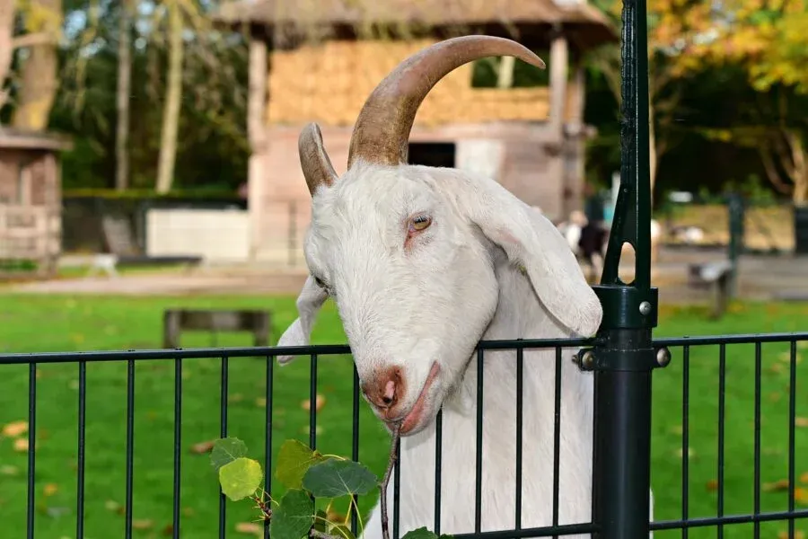 Schwarzwaldzoo in Waldkirch