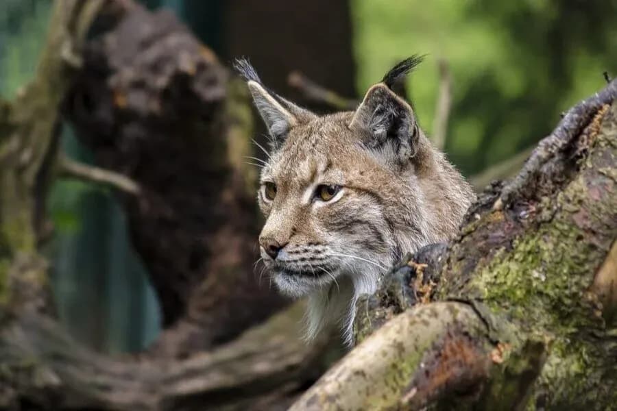 Schwarzwaldzoo in Waldkirch 2