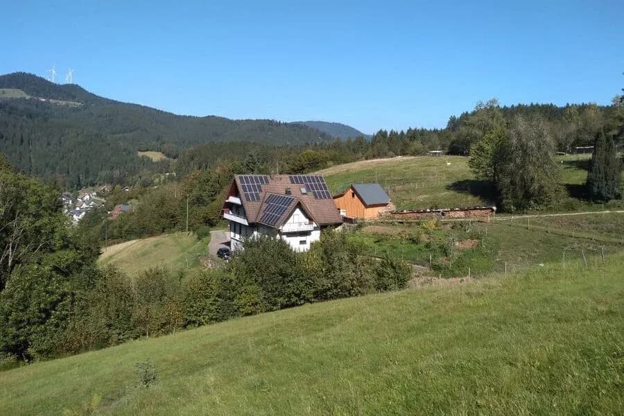 SteigAlpakas – Bad Rippoldsau-Schapbach 2