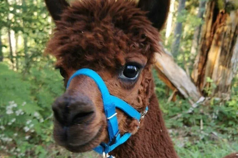 SteigAlpakas – Bad Rippoldsau-Schapbach 3