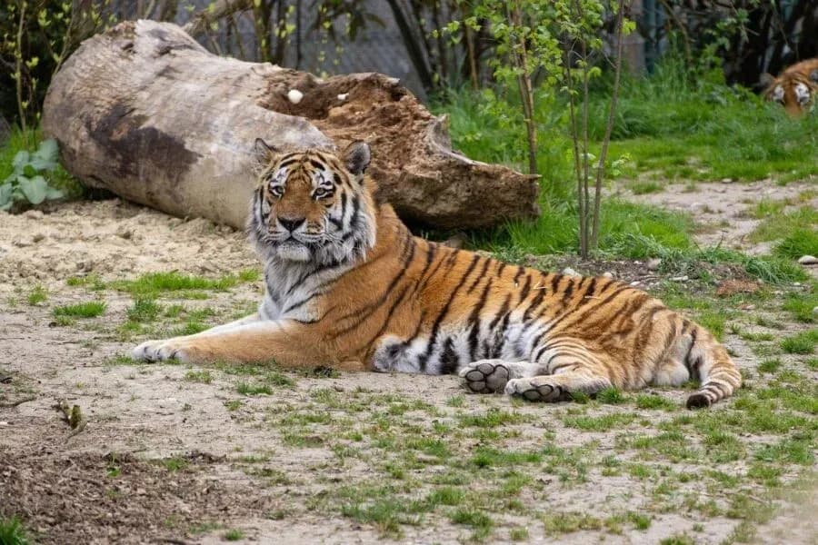 Tatzmania Löffingen