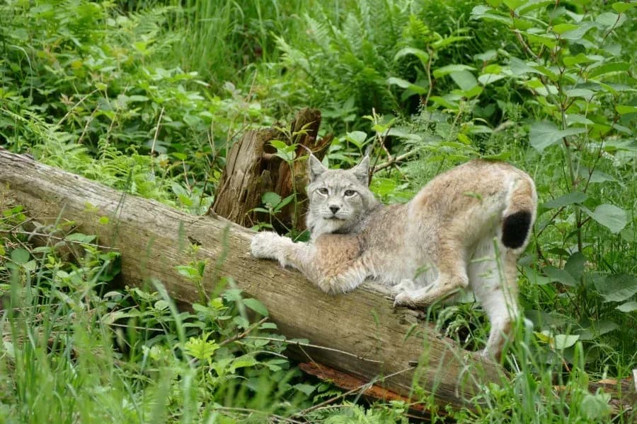 Wolf- und Bärenpark Schwarzwald