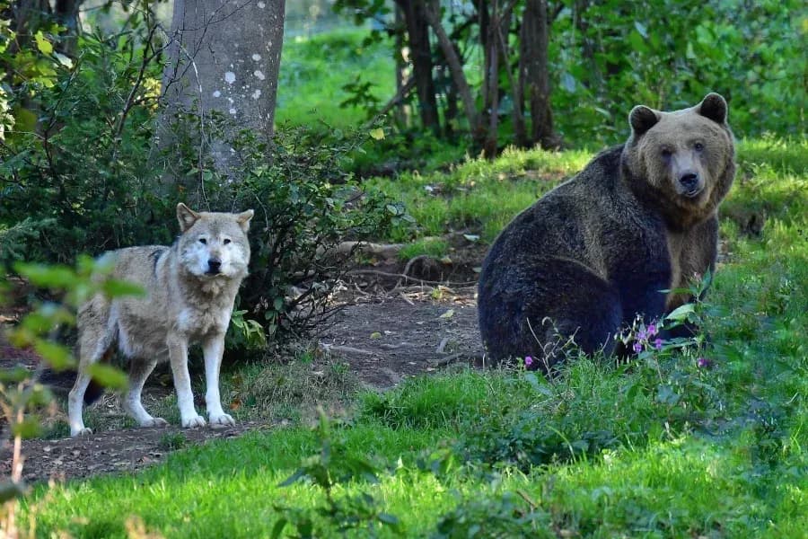 Wolf- und Bärenpark Schwarzwald 2